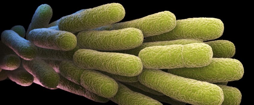 Eliminar Legionella en Alcudia de Carlet, Alginet, Algemesí y Enguera 